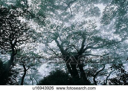 Stock Photograph - Green, Fog, Growth, Forest, Woods, Tree Trunk. Fotosearch