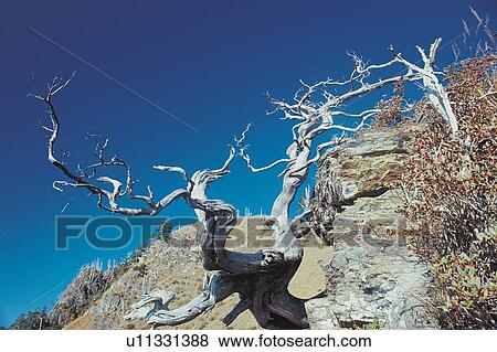 Stock Photo - Hill, Beauty In Nature, Landscape, Tree Branch. Fotosearch