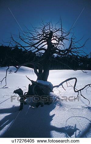 Landscape, Seasons, Snow, Clear Sky, Blue View Large Photo Image Stock Photography - Landscape, Seasons, Snow, Clear Sky, Blue. Fotosearch