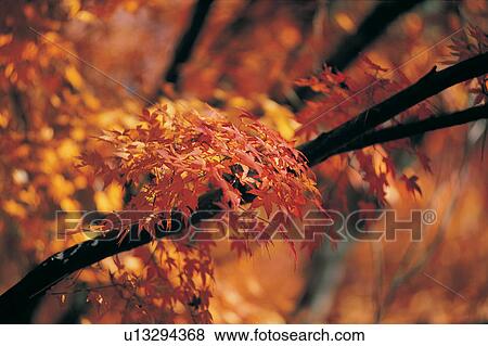 Leaf, Maple Tree, Autumn, Seasons, Orange, Tree Branch View Large Photo Image Stock Photo - Leaf, Maple Tree, Autumn, Seasons, Orange, Tree Branch. Fotosearch