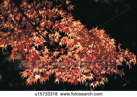Stock Photo - Maple Tree, Scenics, Red, Beauty In Nature, Variation, Outdoor. Fotosearch
