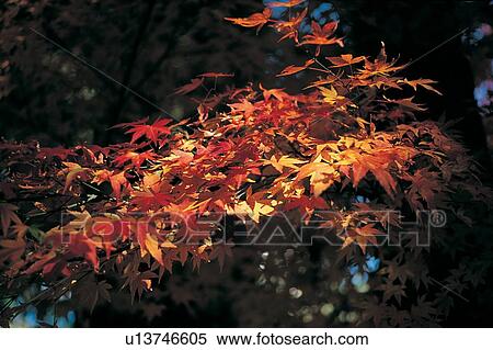 Stock Photography - Maple Tree, Variation, Change, Tree Branch, Leaf, Outdoor. Fotosearch
