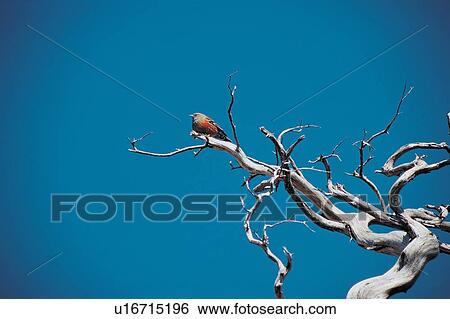 Stock Photograph - Nature, Spooky, Day. Fotosearch