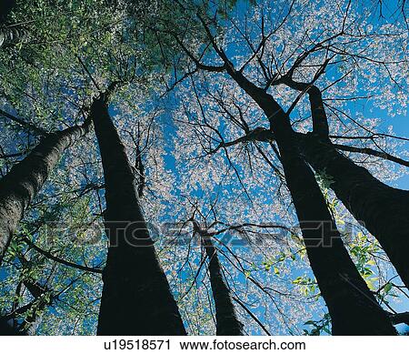 Stock Image - Non-Urban Scene, Beauty In Nature, Leaf, Blue, Outdoor, Forest. Fotosearch