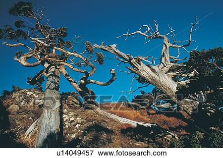 Stock Photo - Non-Urban Scene, Scenics, Tree Trunk, Tree Branch, Beauty In Nature, Tall. Fotosearch