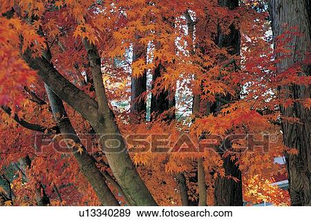 Stock Photo - Orange, Tree Trunk, Seasons, Variation, Tree Branch, Variegated. Fotosearch