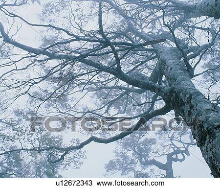 Outdoor, Timber, Beauty In Nature, Seasons View Large Photo Image Stock Image - Outdoor, Timber, Beauty In Nature, Seasons. Fotosearch