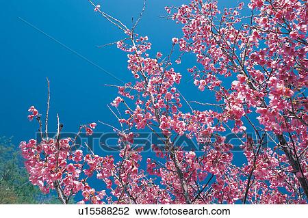 Stock Image - Persimmon Tree, Clear Sky, Tree, Tranquil Scene. Fotosearch