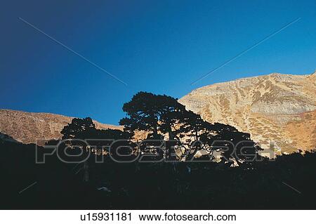 Rock, Forest, Landscape, Hill, Tranquil Scene View Large Photo Image Stock Image - Rock, Forest, Landscape, Hill, Tranquil Scene. Fotosearch