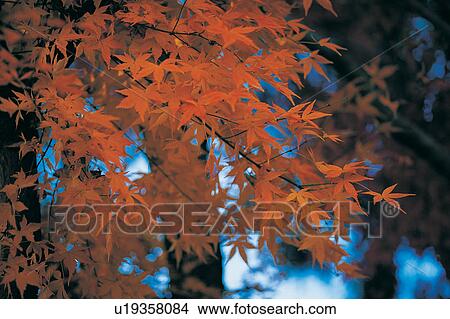 Picture - Scenics, Focus On Foreground, Outdoor, Tree Trunk, Autumn. Fotosearch