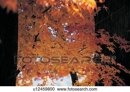 Stock Image - Scenics, Nature, Red, Orange. Fotosearch