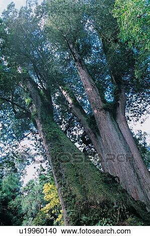 Stock Image - Seasons, Outdoor, Green, Leaf, Day. Fotosearch