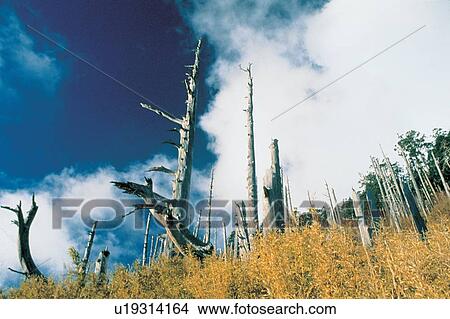 Sky, Outdoor, Shrub, Tree Trunk, Surface Level View Large Photo Image Picture - Sky, Outdoor, Shrub, Tree Trunk, Surface Level. Fotosearch