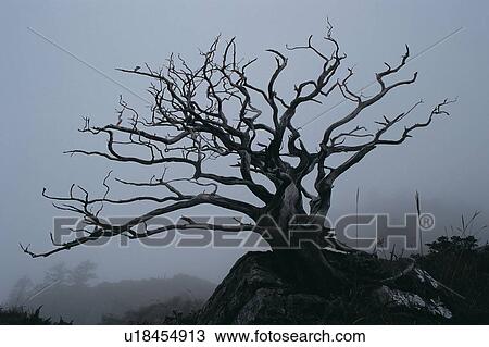 Summer, Tranquil Scene, Seasons, Spooky View Large Photo Image Stock Image - Summer, Tranquil Scene, Seasons, Spooky. Fotosearch