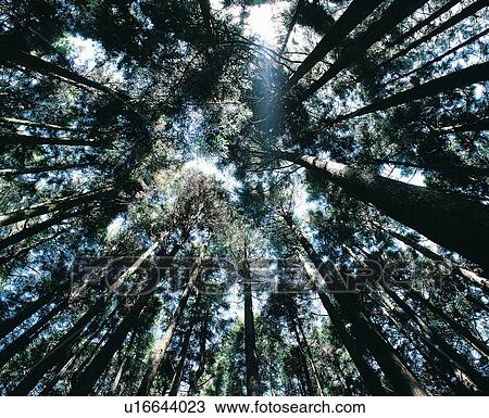 Stock Image - Timber, Tree Trunk, Seasons, Non-Urban Scene, Evergreen Tree. Fotosearch