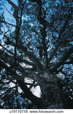 Stock Photo - Tree Branch, Sky, Outdoor, Seasons, Timber, Tree Trunk. Fotosearch