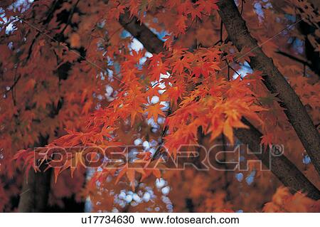 Stock Image - Tree Trunk, Day, Red, Beauty In Nature, Maple Tree. Fotosearch