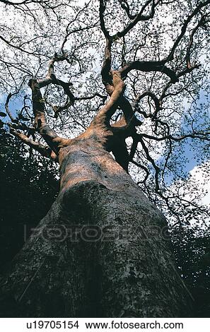 Picture - Tree Trunk, Timber, Day, Tree Branch, Woods. Fotosearch