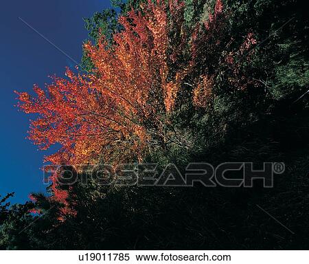 Stock Photography - Variation, Seasons, Day, Non-Urban Scene, Maple Tree. Fotosearch