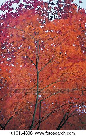 Stock Photo - Variegated, Day, Autumn, Tree Branch, Orange, Beauty In Nature. Fotosearch
