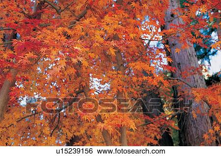 Stock Photograph - Variegated, Red, Sky, Autumn, Orange, Change. Fotosearch