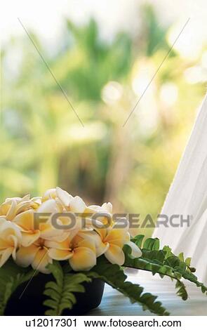 Close-Up, Curtain, Day, Flower, Flower Pot View Large Photo Image Stock Image - Close-Up, Curtain, Day, Flower, Flower Pot. Fotosearch