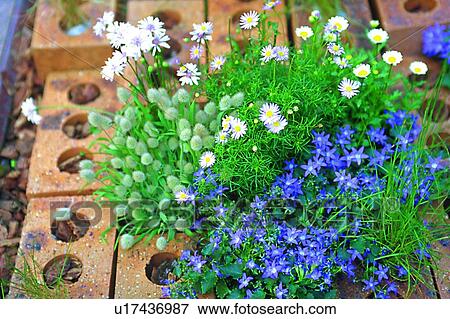 Stock Photo - daisy, scenery, plant, flower, foreign, purple. Fotosearch