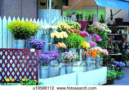 foreign, canopy, florist's, scenery, can, plant View Large Photo Image Stock Image - foreign, canopy, florist's, scenery, can, plant. Fotosearch