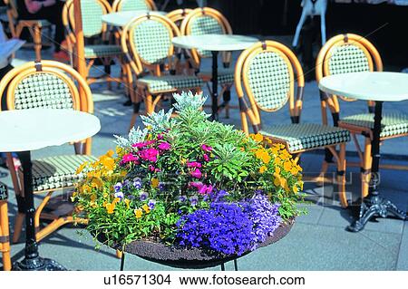 foreign, outdoor, flower, table, scenery, potting View Large Photo Image Picture - foreign, outdoor, flower, table, scenery, potting. Fotosearch