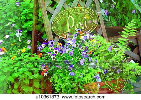 leaf, plant, foreign, scenery, purple, flower View Large Photo Image Stock Image - leaf, plant, foreign, scenery, purple, flower. Fotosearch