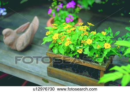 plant, daisy, flowerpot, leaf, scenery, foreign, flower View Large Photo Image Stock Image - plant, daisy, flowerpot, leaf, scenery, foreign, flower. Fotosearch