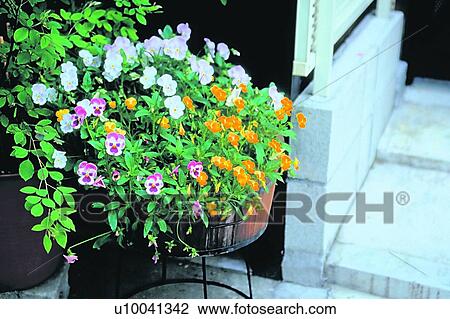 potting, flower, foreign, scenery, plant View Large Photo Image Stock Image - potting, flower, foreign, scenery, plant. Fotosearch