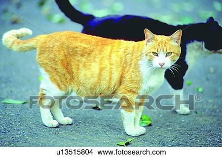 scenery, foreign, animal, mammal, cat, yellow View Large Photo Image Picture - scenery, foreign, animal, mammal, cat, yellow. Fotosearch