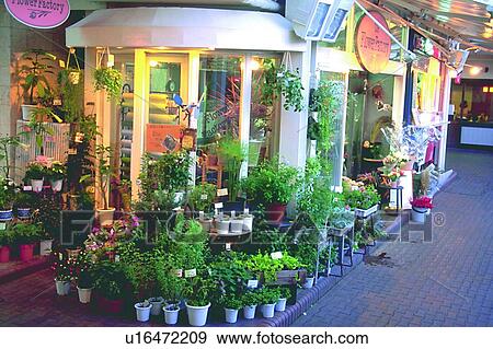 scenery, foreign, florist's, plant, flowerpot, sidewalk View Large Photo Image Stock Photo - scenery, foreign, florist's, plant, flowerpot, sidewalk. Fotosearch