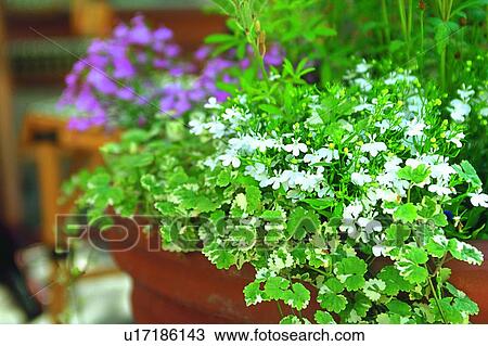 Stock Image - scenery, foreign, plant, flower, leaf, flowerpot. Fotosearch