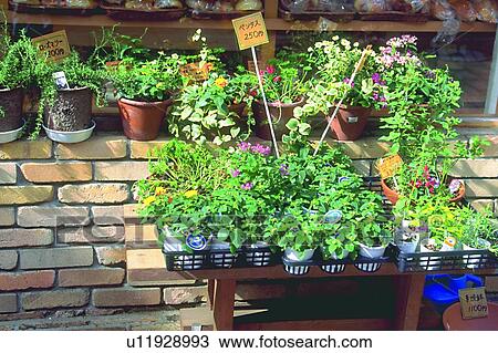 scenery, foreign, plant, flower, flowerpot, potting View Large Photo Image Stock Image - scenery, foreign, plant, flower, flowerpot, potting. Fotosearch