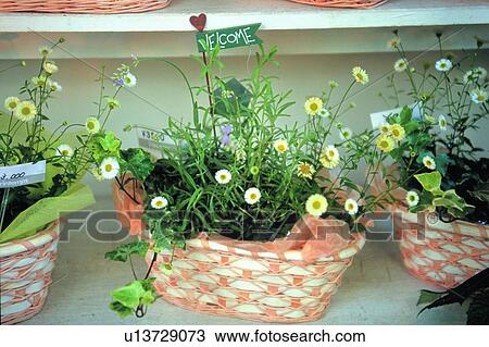 scenery, foreign, plant, flower, potting, basket View Large Photo Image Stock Image - scenery, foreign, plant, flower, potting, basket. Fotosearch