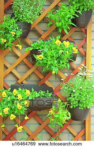 scenery, foreign, plant, flower, potting, flowerpot View Large Photo Image Stock Photo - scenery, foreign, plant, flower, potting, flowerpot. Fotosearch