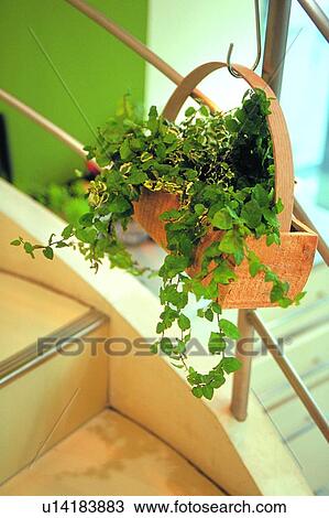 scenery, foreign, plant, leaf, potting, basket View Large Photo Image Stock Image - scenery, foreign, plant, leaf, potting, basket. Fotosearch