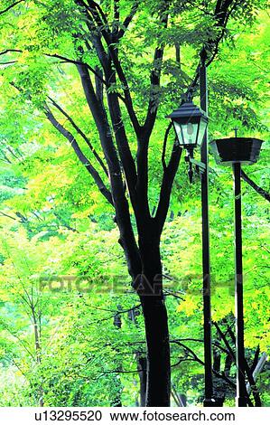 scenery, foreign, plant, tree, streetlight, park View Large Photo Image Stock Image - scenery, foreign, plant, tree, streetlight, park. Fotosearch