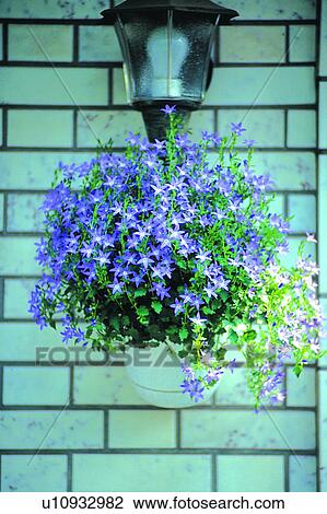 scenery, foreign, wall, lamp, plant, flower View Large Photo Image Stock Image - scenery, foreign, wall, lamp, plant, flower. Fotosearch