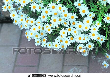 Stock Image - scenery, plant, floor, foreign, flower, daisy. Fotosearch