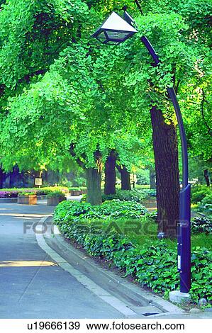 Stock Photo - streetlight, scenery, tree, foreign, road, plant. Fotosearch
