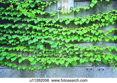 wall, leaf, foreign, plant, green, scenery View Large Photo Image Stock Photograph - wall, leaf, foreign, plant, green, scenery. Fotosearch