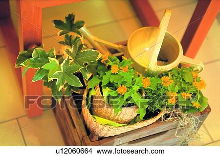 Picture - water can, scenery, plant, foreign, basket, crate. Fotosearch