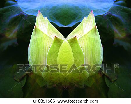 Bright, Bud, Closed, Flower, Green View Large Photo Image Stock Photograph - Bright, Bud, Closed, Flower, Green. Fotosearch