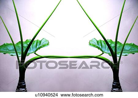 Picture - Close-Up, Colored Background, Green, Leaf. Fotosearch