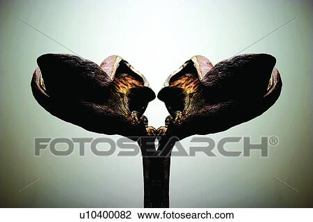 Stock Image - Close-Up, Colored Background, Stem, Leaf. Fotosearch
