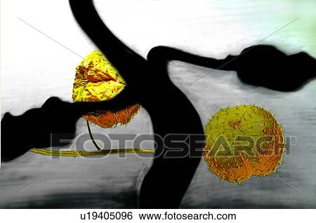 Close-Up, Fruit, Outdoor View Large Photo Image Stock Photograph - Close-Up, Fruit, Outdoor. Fotosearch