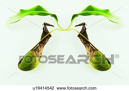 Stock Image - Fragility, Sprout, Close-Up, Leaf. Fotosearch
